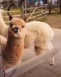 Альпака за забором - картинка gif