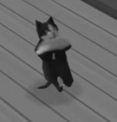 Кот танцует на полу - картинка gif