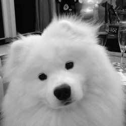 Собака наклоняет голову - картинка gif