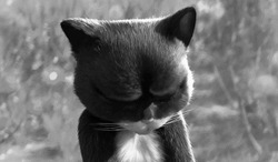 Котёнок делает грустные глаза - картинка gif
