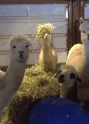 Альпаки жуют сено - картинка gif