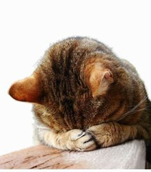 Кот закрыл морду лапами - картинка gif