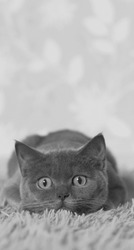 Кот наблюдает за движением - картинка gif