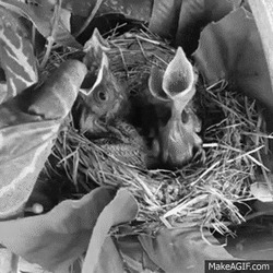 Птенцы просят корм - картинка gif