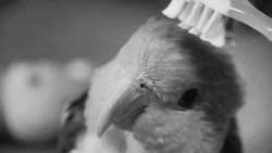 Чистка перьев попугая щёткой - картинка gif
