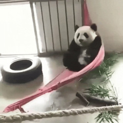 Панда качается в гамаке - картинка gif