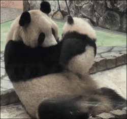 Панда обнимает детеныша - картинка gif