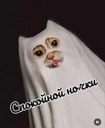 Кот в костюме привидения - картинка gif