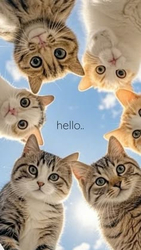 Коты смотрят сверху вниз - картинка gif