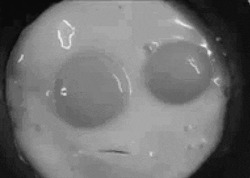 Яйца жарятся в сковороде - картинка gif