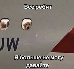 Собака выглядывает из иллюминатора - картинка gif