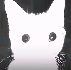 Крупный план белого кота - картинка gif