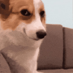Корги щурится и улыбается - картинка gif