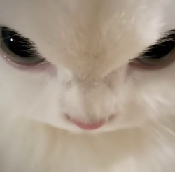 Белая кошка крупным планом - картинка gif
