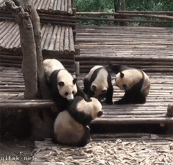 Семья панд играет - картинка gif