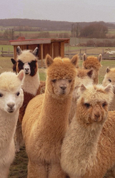 Стадо милых альпак - картинка gif