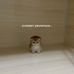 Грустный котенок в углу - картинка gif