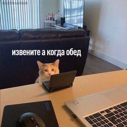 Кот за ноутбуком - картинка gif