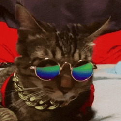 Кот поворачивает голову - картинка gif