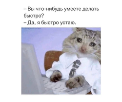 Кот в офисе - картинка gif
