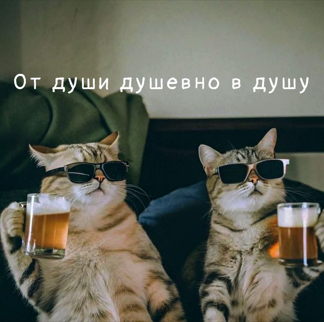 Коты пьют пиво с днем рождения другу - гифки и картинки