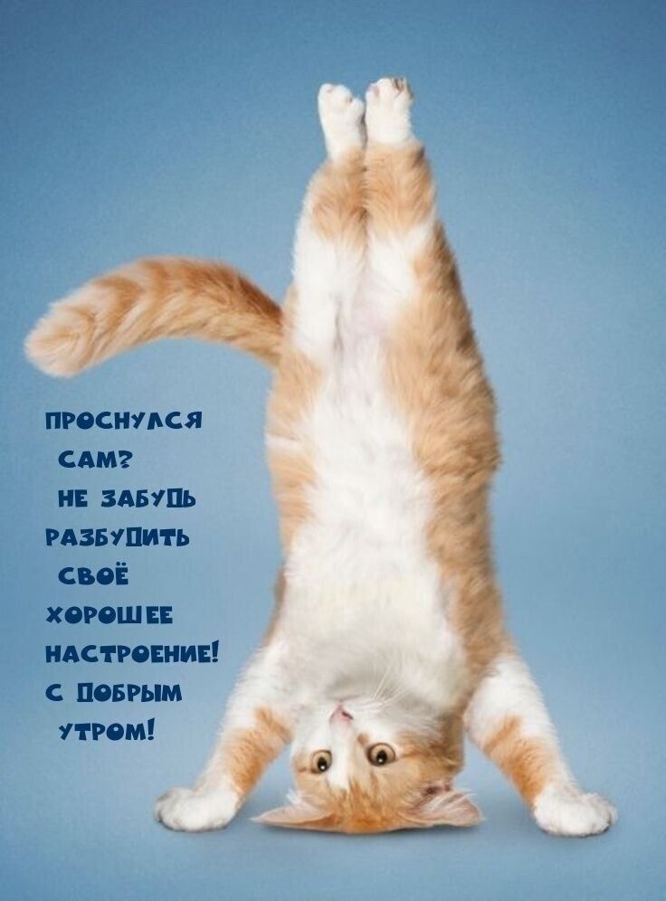Кот делает стойку - гифки и картинки