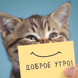 Котенок с пожеланием утра - картинка gif