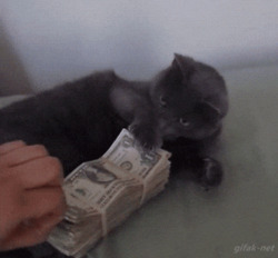 Кот удерживает пачку денег - картинка gif