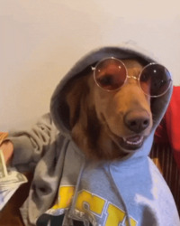 Собака в капюшоне с деньгами - картинка gif