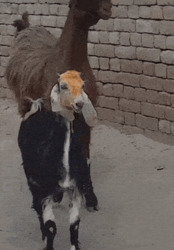 Коза прыгает через козу - картинка gif