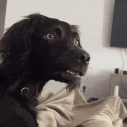 Собака делает гримасу - картинка gif