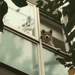 Собака машет лапой - картинка gif