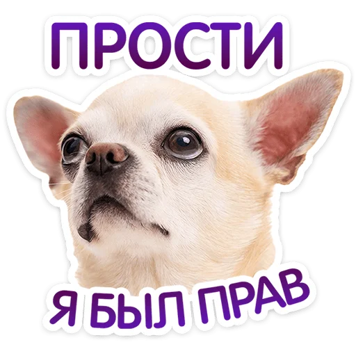 Собака просит прощения - Ответы: Прости