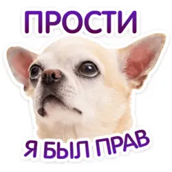 Собака просит прощения - картинка gif