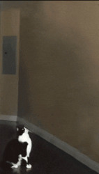 Кот прыгает на свет - картинка gif