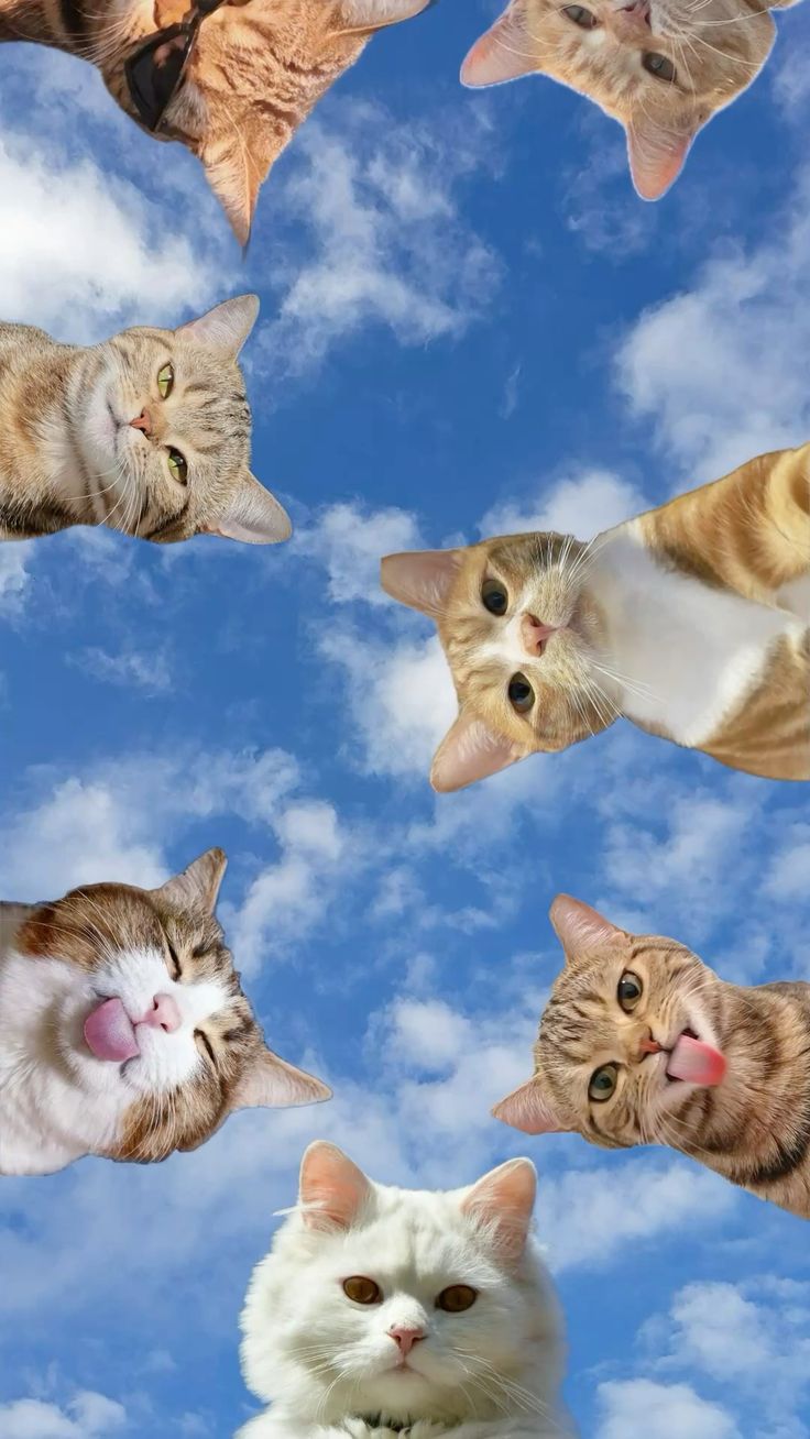 Коты смотрят сверху - гифки и картинки