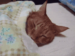 Кот запрокидывает голову назад - картинка gif
