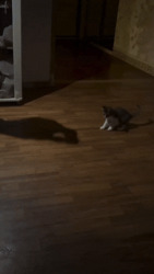 Котёнок гонится за тенью - картинка gif