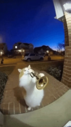 Кот играет на трубе - картинка gif