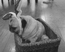 Утята двигаются около мопса - картинка gif
