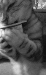 Кот ест йогурт стоя - картинка gif