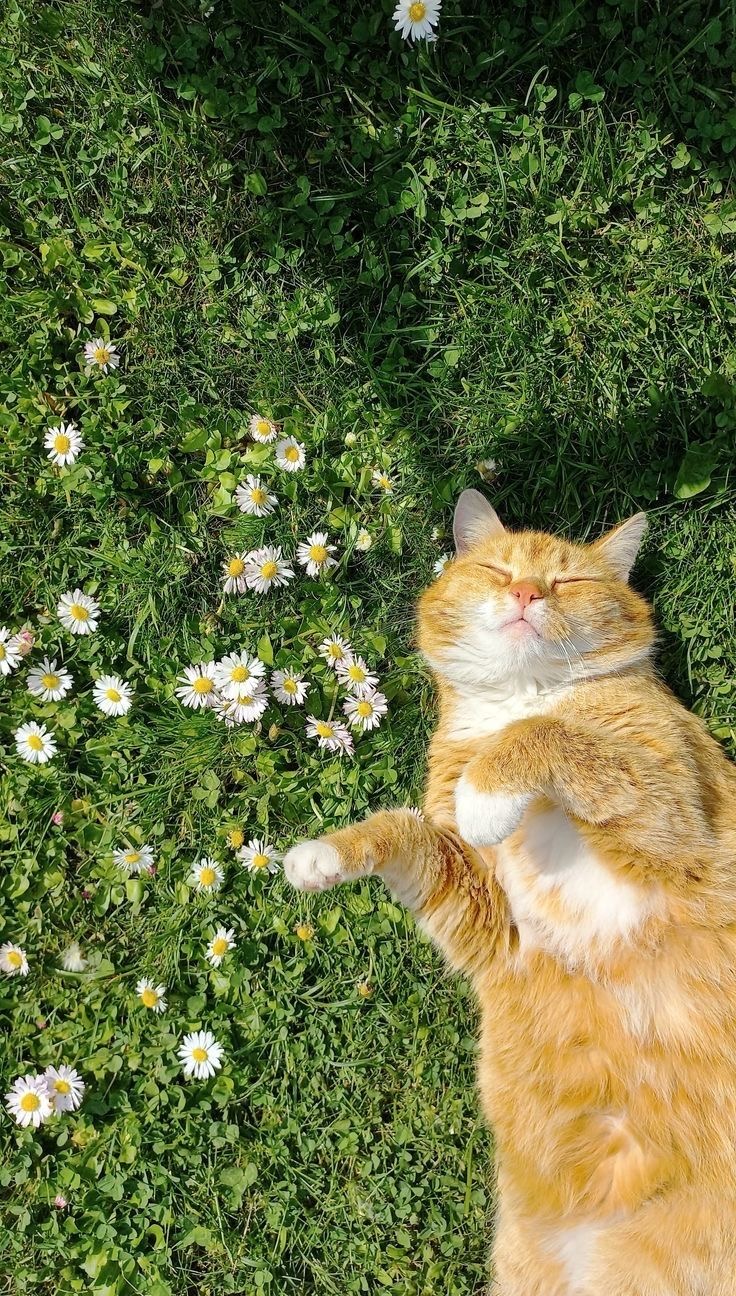Рыжий кот на цветах - Котики
