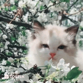 Кот нюхает цветы - гифки и картинки