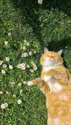 Рыжий кот на цветах - картинка gif