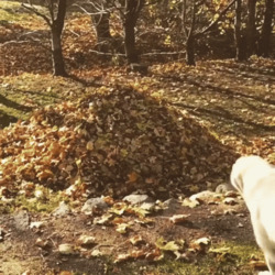 Собака прыгает в листву - картинка gif