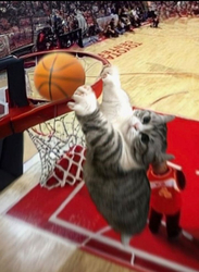 Кот с баскетбольным мячом - картинка gif