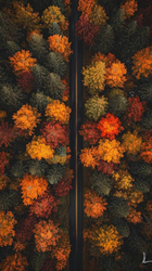 Дорога через осенний лес - картинка gif