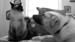 Кошка бьет собаку лапой - картинка gif
