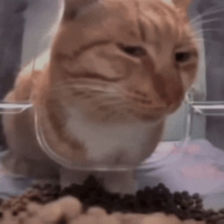 Кот ест сухой корм - картинка gif
