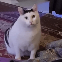 Кот говорит Мяу - картинка gif